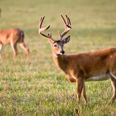 Owning a deer farm is work but worth it