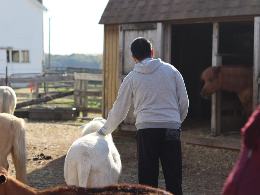 Main Stay offers therapy in farm environment