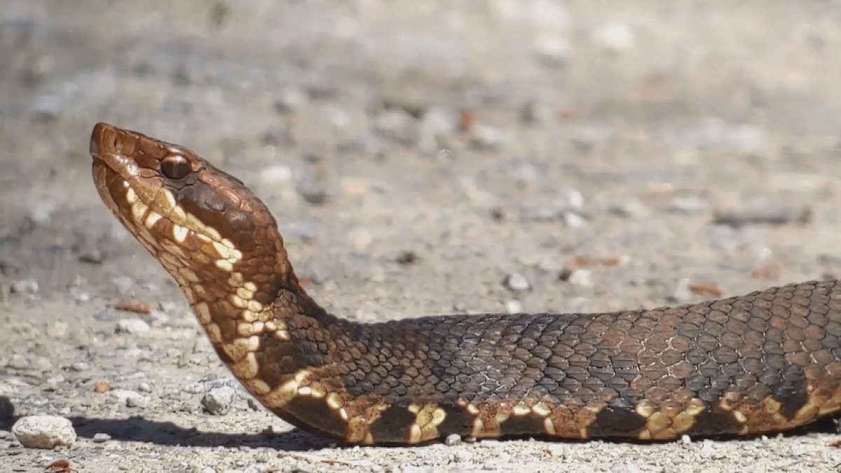 Snake in toilet leads to discovery of two dozen more for West Texas family