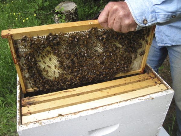 Once the hive is inspected, the frames - and bees - go back into the hive and  back to work. Photo by Julia Bayly