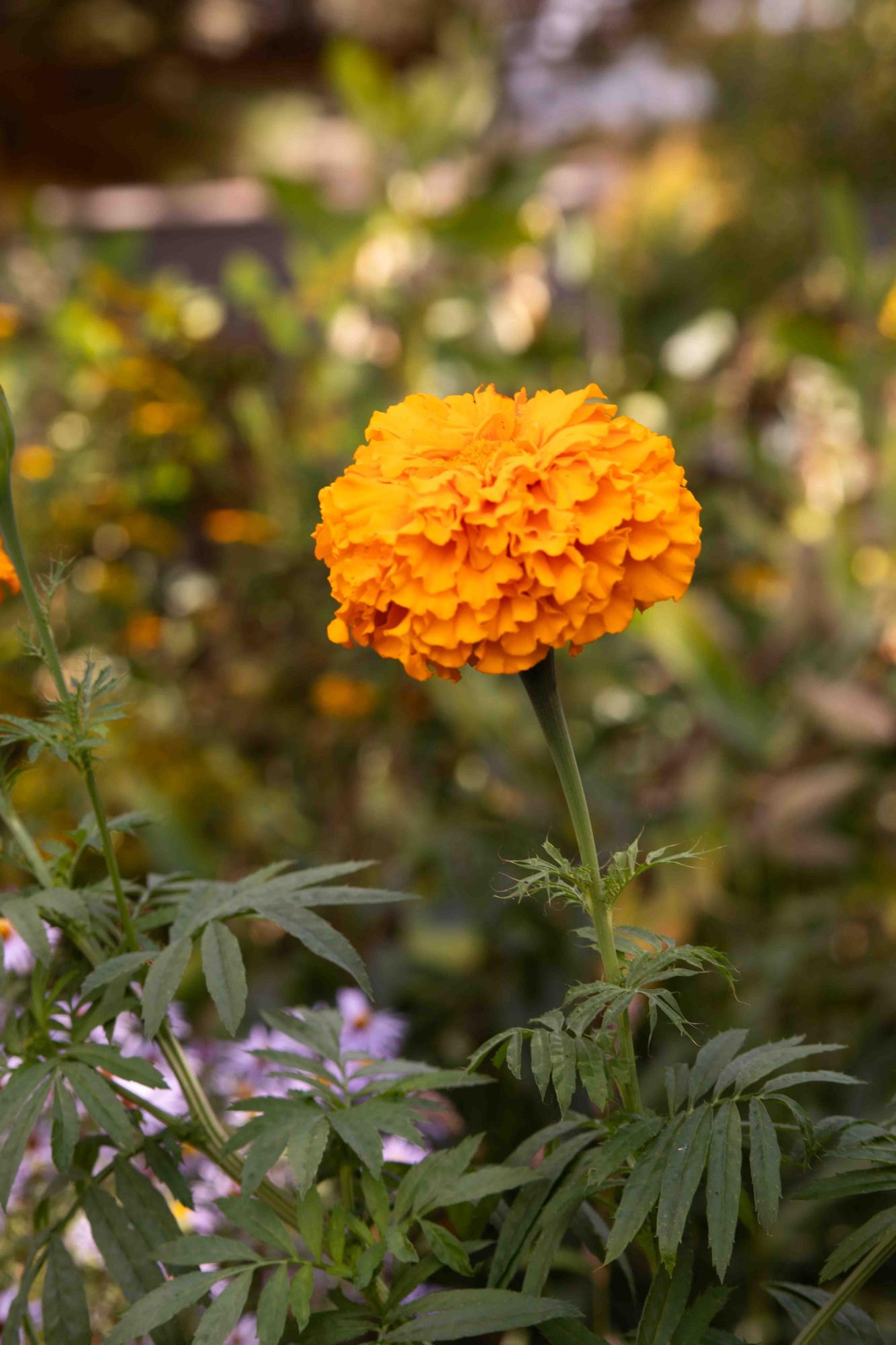 Fall's feast for the eyes